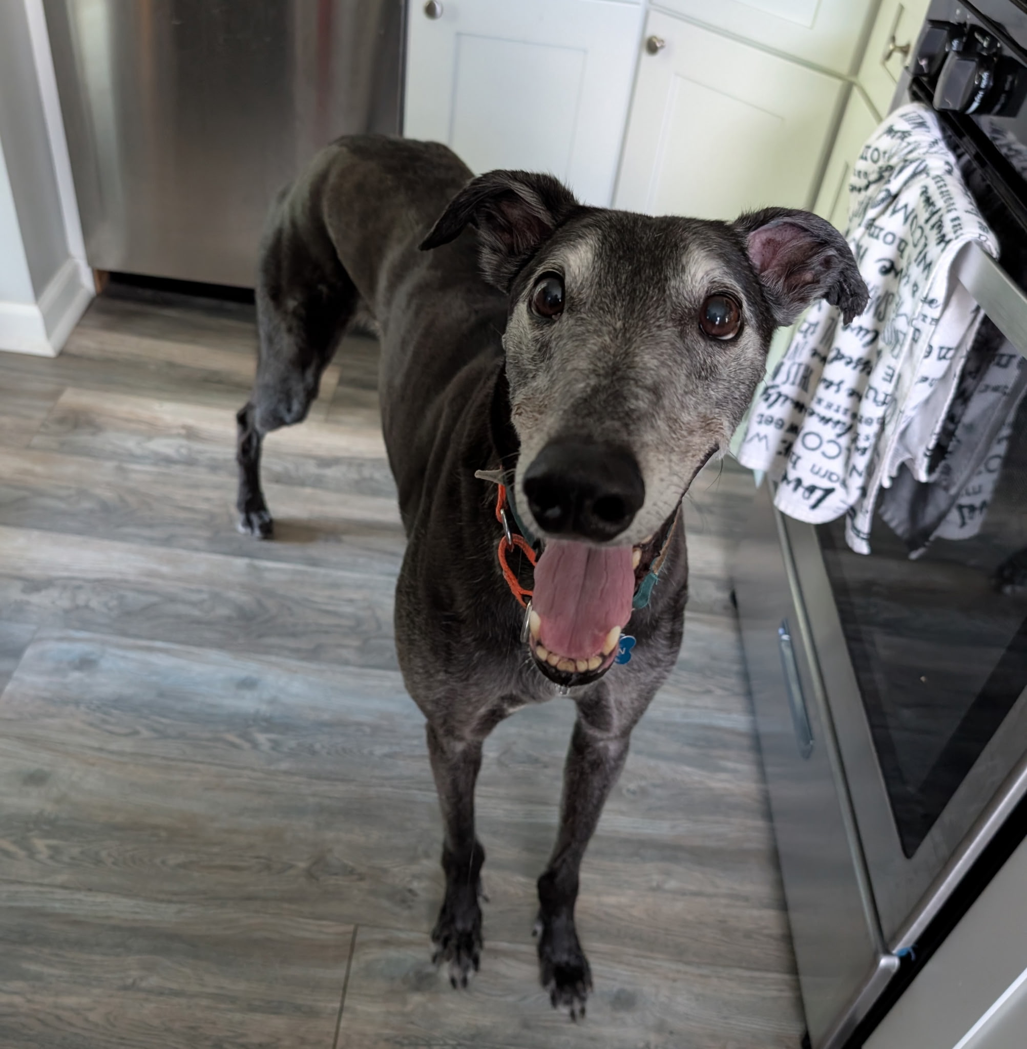 Happy dog client