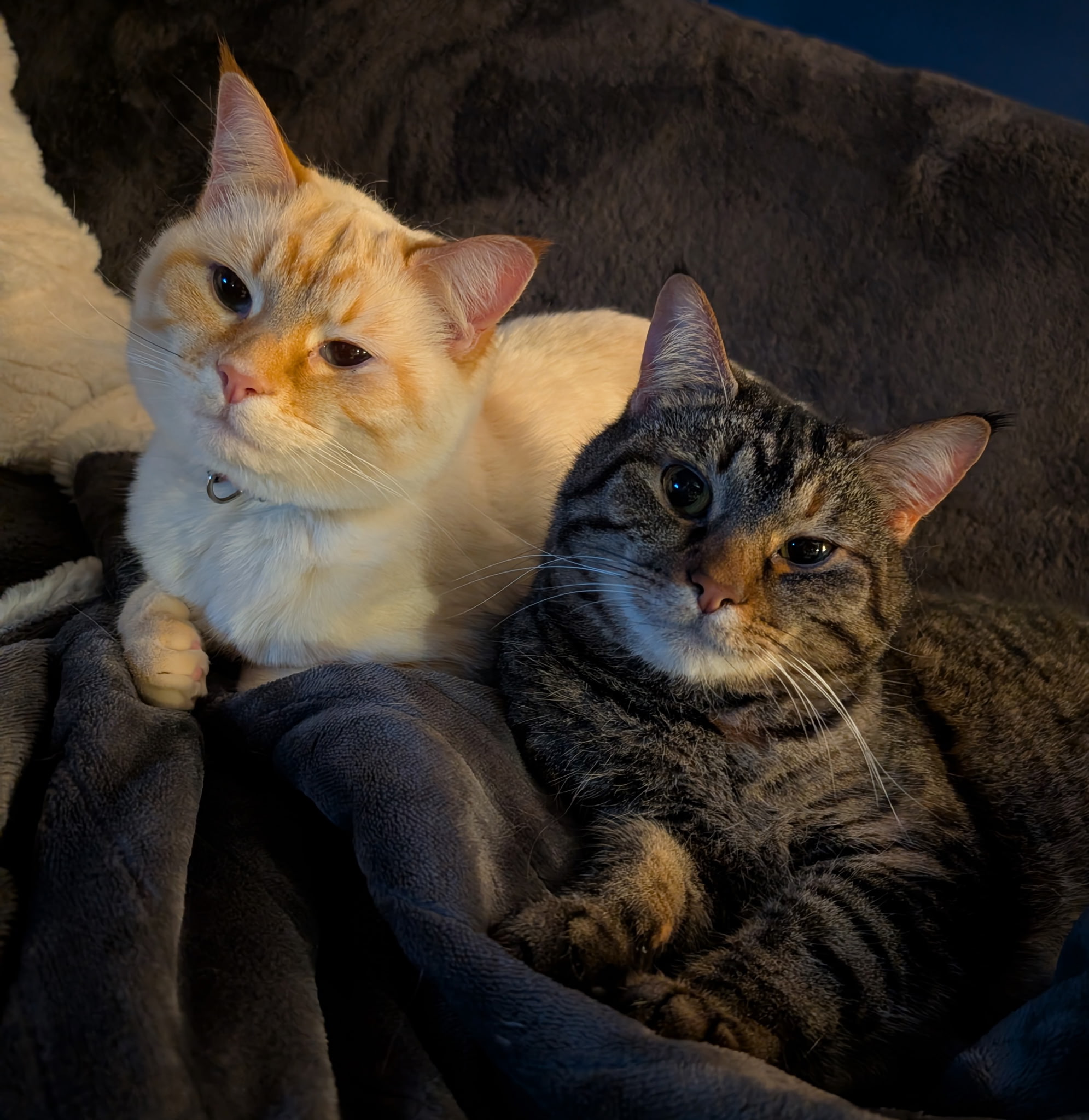 Happy cat client