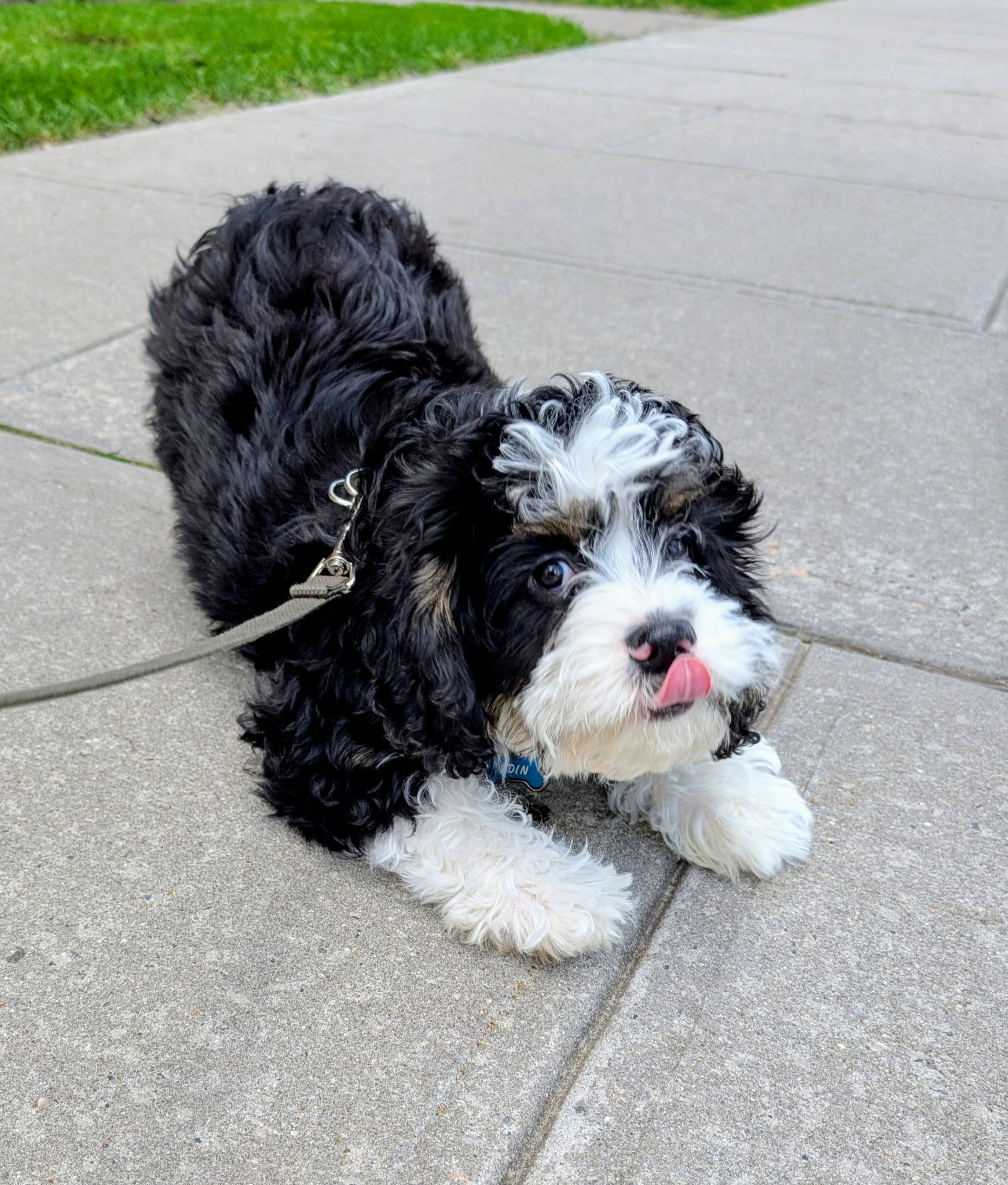 Playful pet client