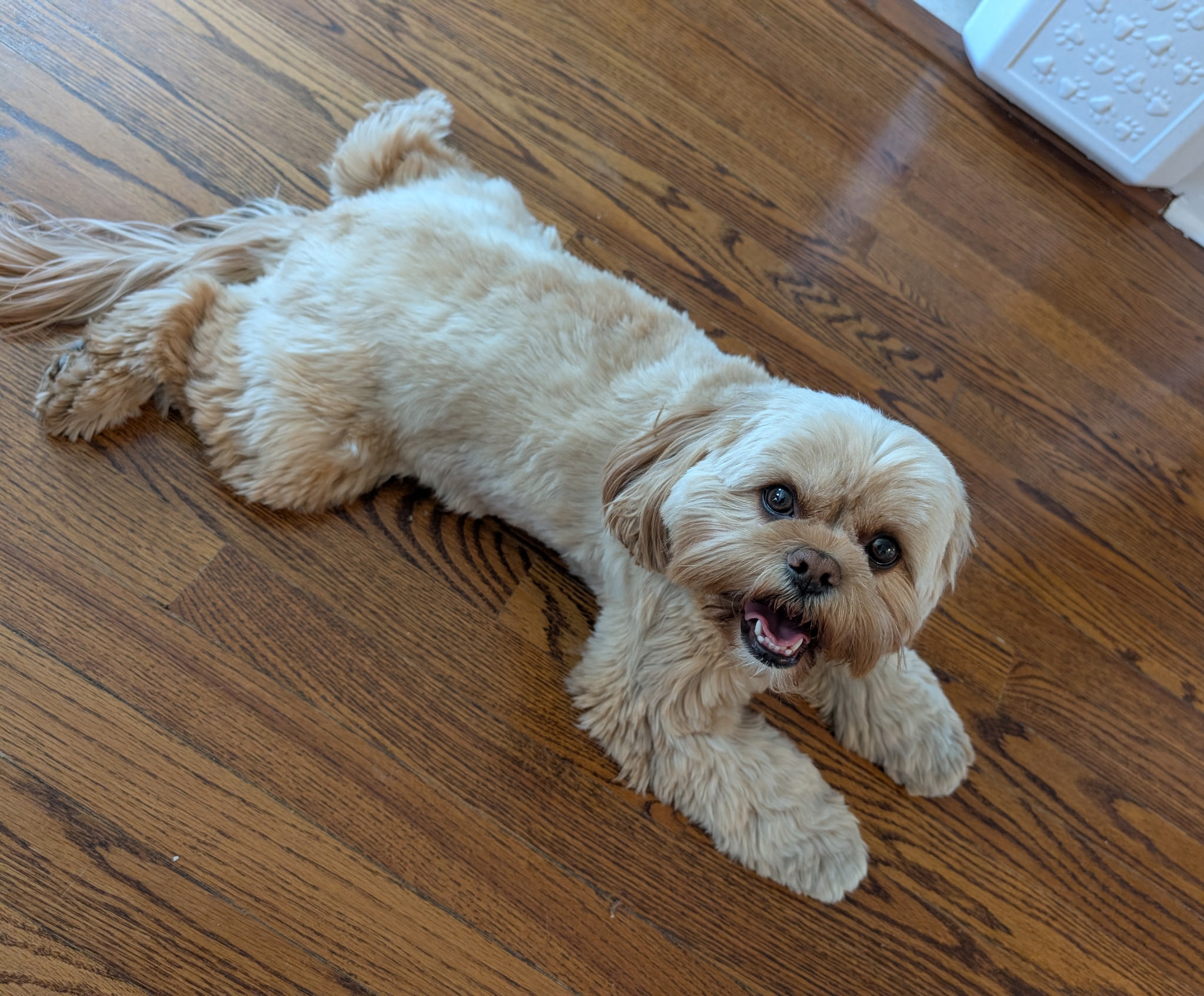 Another happy pet client